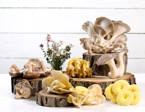 Golden Oyster Mushrooms, Organic (150g)