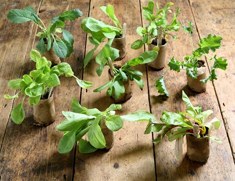 Plug Plants, Winter Greens, Suitable for Organic Growing (8 plants)