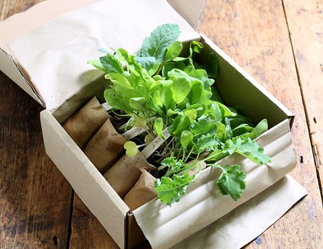 Plug Plants, Winter Greens, Suitable for Organic Growing (8 plants)
