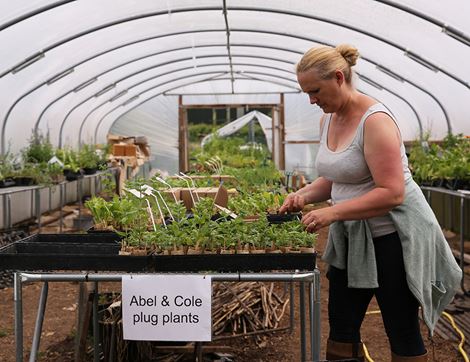 Plug Plants, Winter Greens, Suitable for Organic Growing (8 plants)