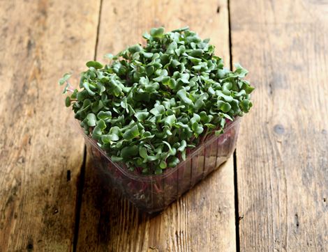 Micro China Rose Radish Sprouts, Organic