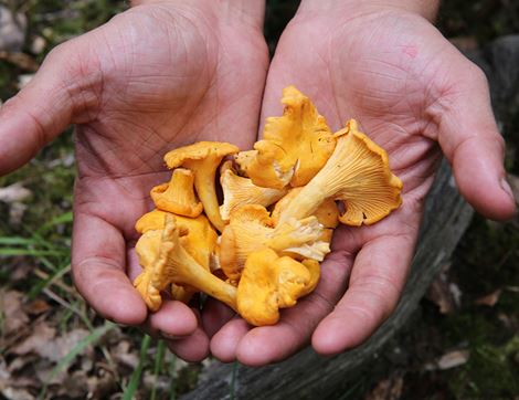 The Foragers' Cookbook