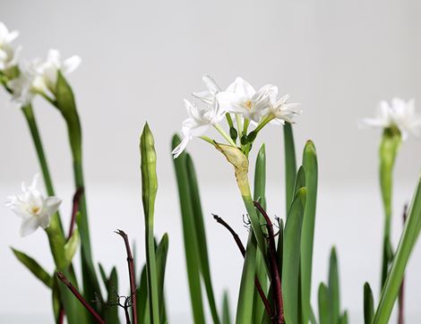 Luxury Winter Narcissi Planter Gift, Organic Blooms