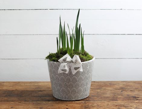 luxury white narcissi planter gift organic blooms