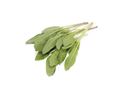 Sage