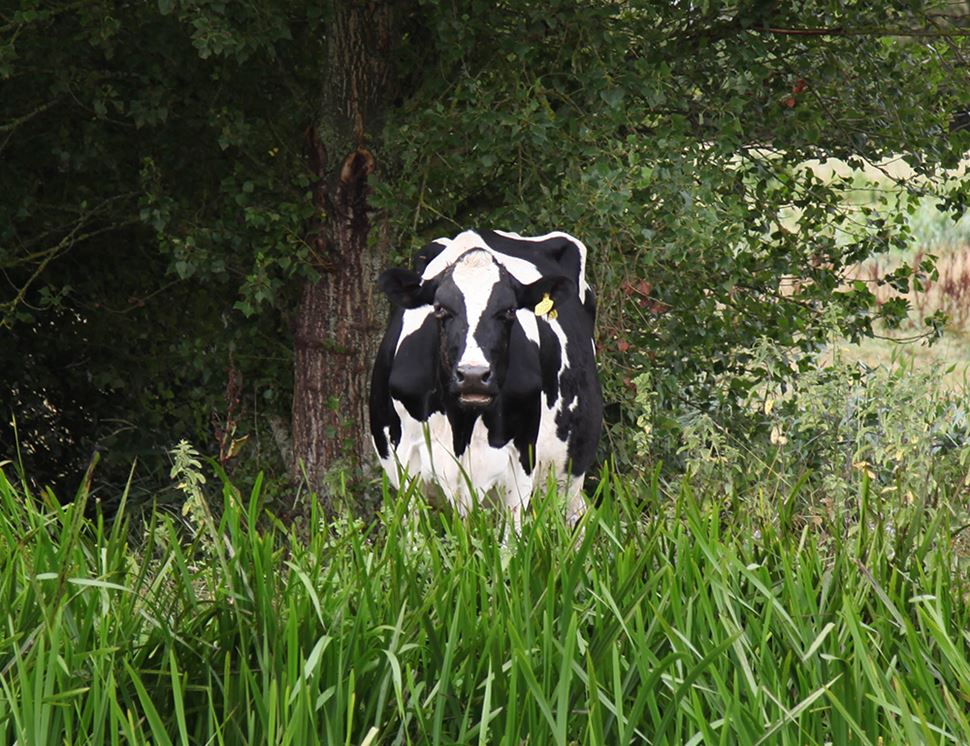 Court Lodge Farm